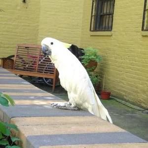 Meet your Posher, Dandy